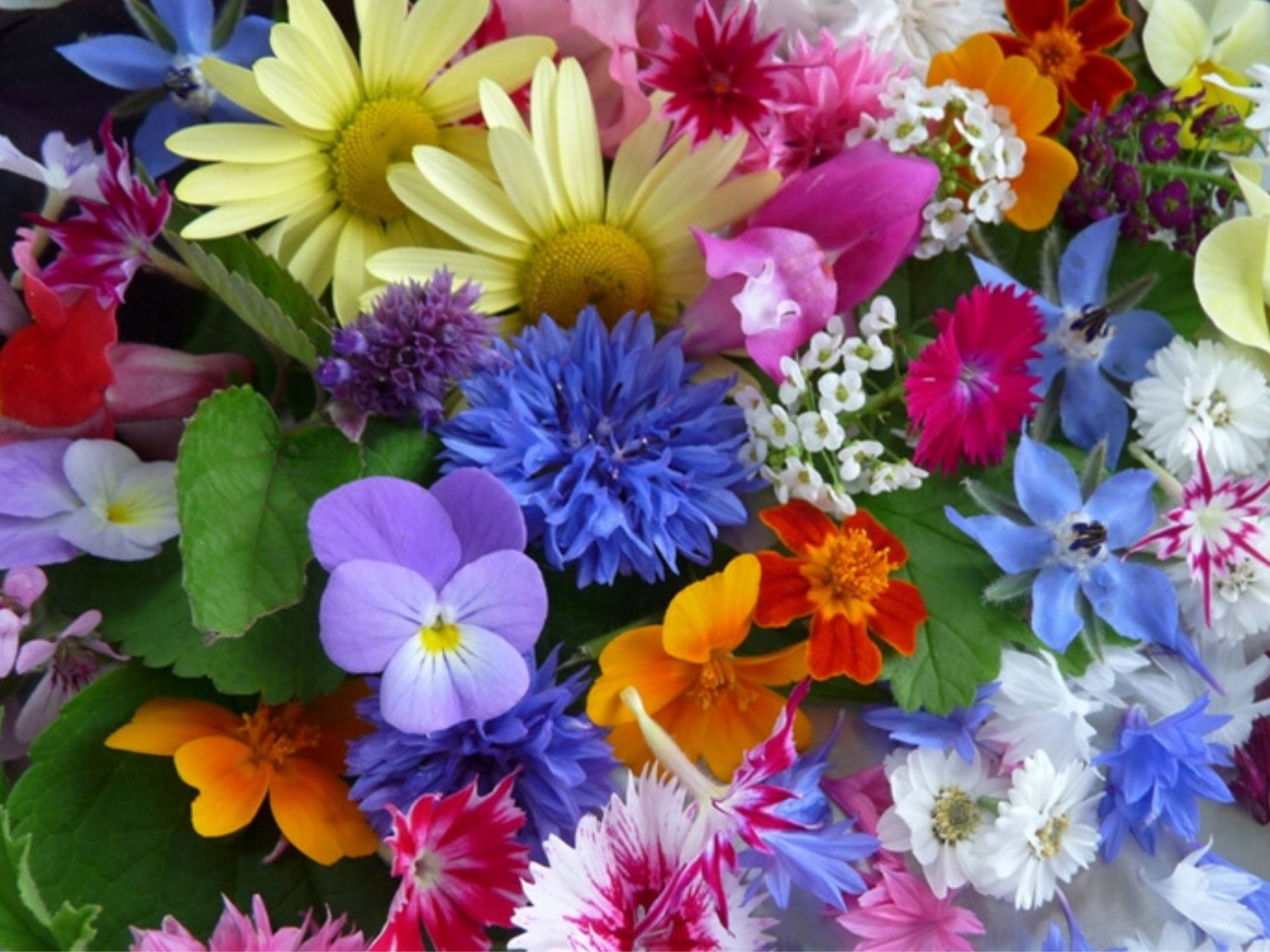 Edible Flowers (Bunga Yang Bisa Dimakan)